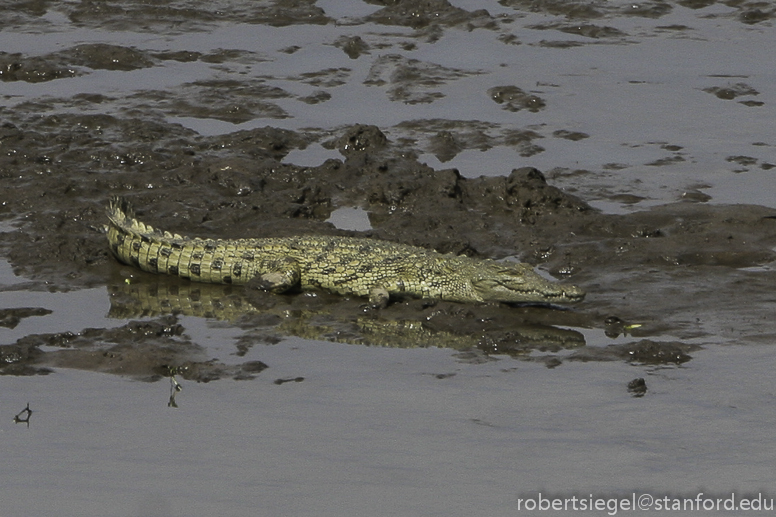 mara river